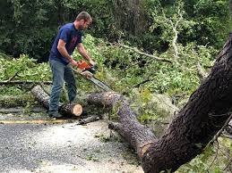 Best Hedge Trimming  in Friedens, PA