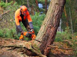 Best Fruit Tree Pruning  in Friedens, PA