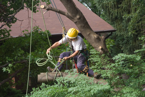 Best Lawn Grading and Leveling  in Friedens, PA